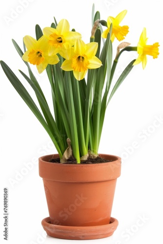 Daffodils growing in terracotta plant pot, against pure white background  © robfolio