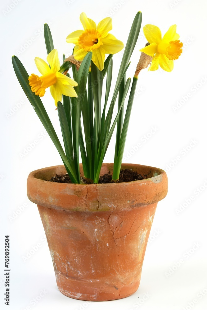 Daffodils growing in terracotta plant pot, against pure white background
