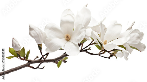 Beautiful Magnolia Shot on transparent background