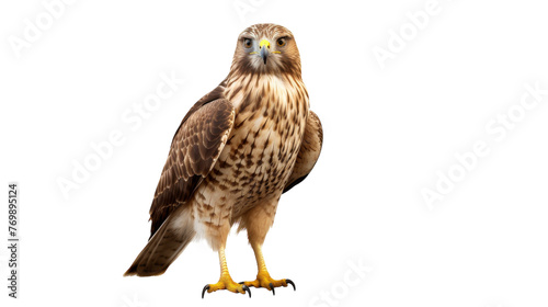 Isolated Hawk Portrait on transparent background.