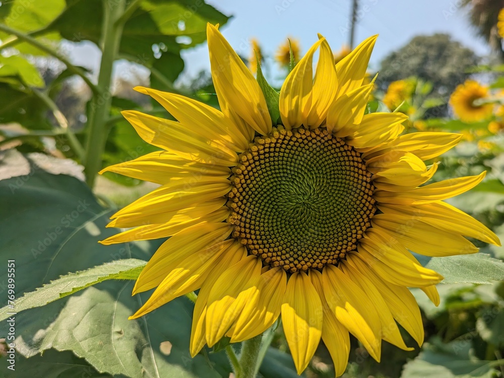 Obraz premium Sunflower, field of, sunflowers Flower, a beautiful sunflower, Flat lay, top, view, Field of blooming sunflowers, Summer sunrise over, sunflower field Yellow flower, blooming sunflower on a natural 