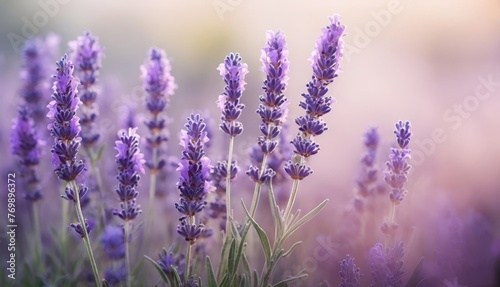   A close-up of lavender flowers in a field with a blurred background of the same flowers in the foreground