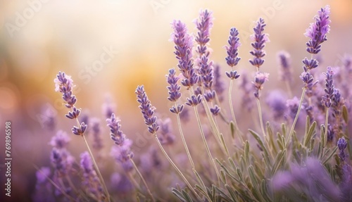    a lavender field with sharp focus on the flowers in the foreground and a softer  blurred background