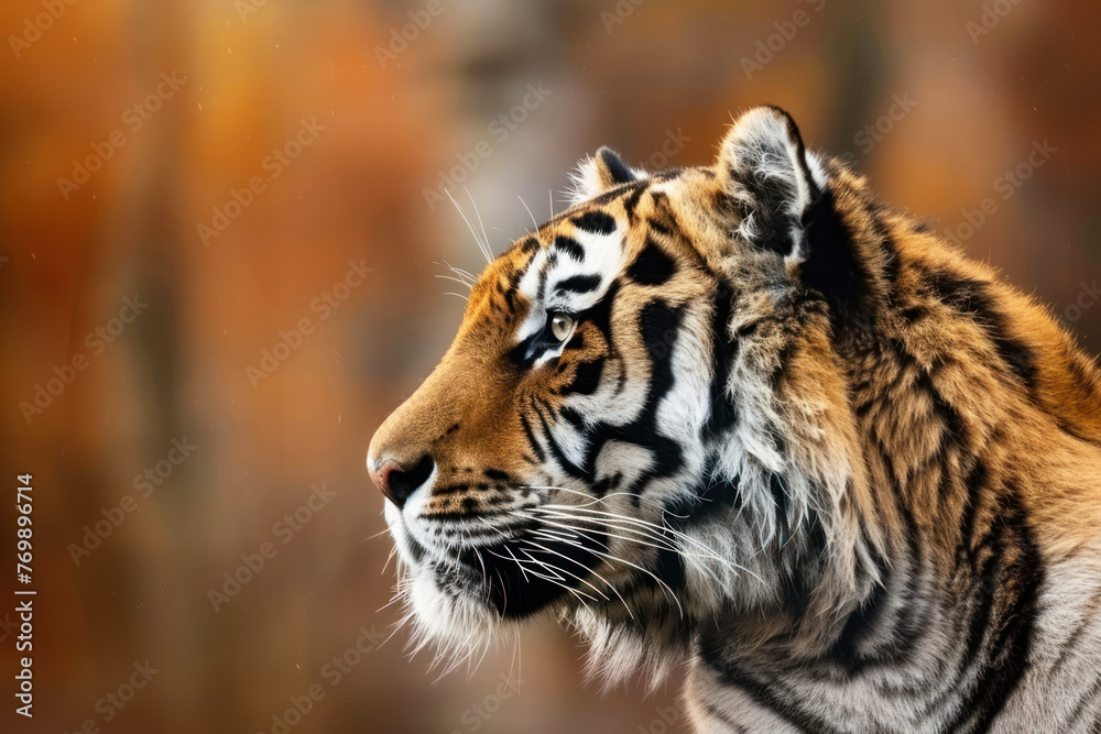 Fototapeta premium tiger portrait in profile. ai generative