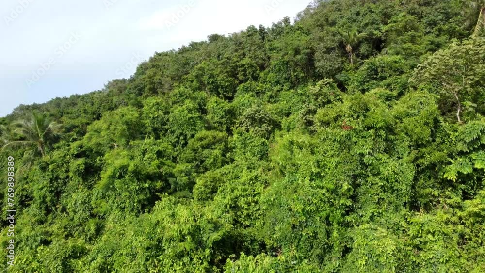 Aerial view of tropical island first moving closely past palm trees showing all kind of vegetation canopies on small mountain hill natural environment mostly green coloured 4k high resolution Aerial view of tropical island first moving closely past palm trees showing all kind of vegetation canopies on small mountain hill natural environment mostly green coloured 4k high resolution
