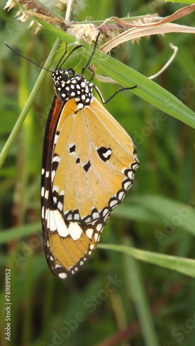 Close-up shot of a beautiful butterfly resting on a grass plant.