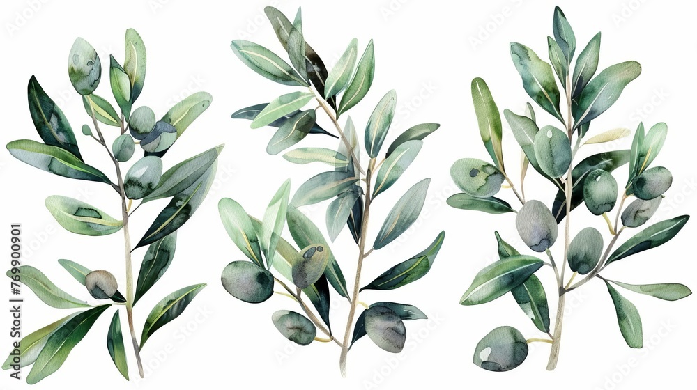 Delicate watercolor illustration set featuring olive branches, ideal for invitations and decor - obrazy, fototapety, plakaty 
