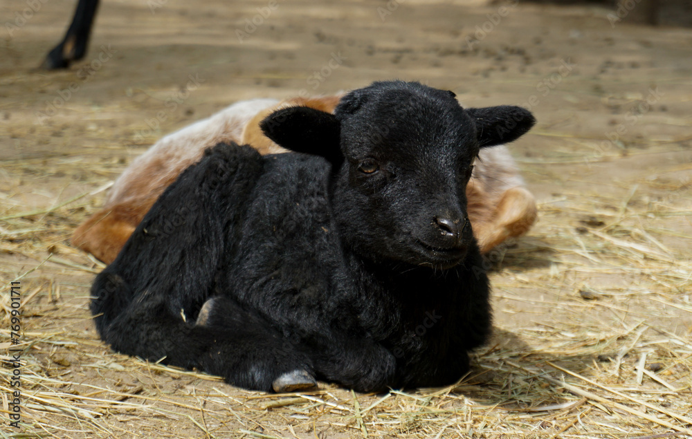 Fototapeta premium black cow baby