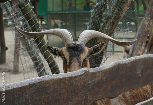 animal staring horn
