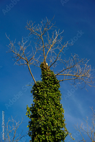 tree in the sky