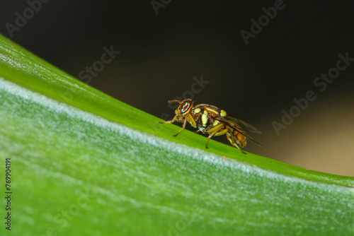 a beautiful-eyed yellow fly (Bactrocera cucurbitae), macro photography, close up, insect. photo