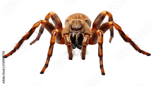 Majestic Ground Spider Shot on transparent background