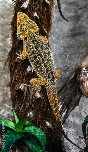 Bearded dragon on the branch. Latin name - Amphibolurus vitticeps	 photo