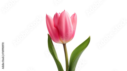 Lone Tulip Image on transparent background.