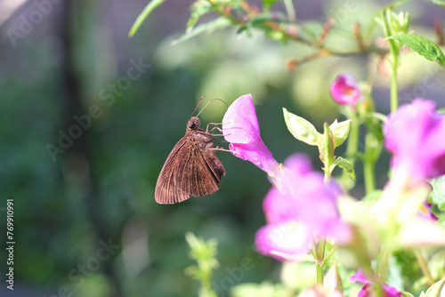 A brown butterfly is swarming on a purple flower
