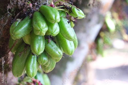 Averrhoa bilimbi, It has a sour taste and can be used as an ingredient in a variety of dishes.