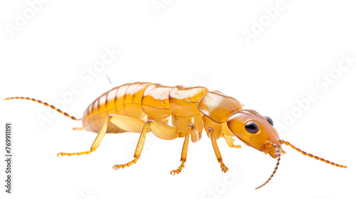 Lone Termite Image on transparent background.