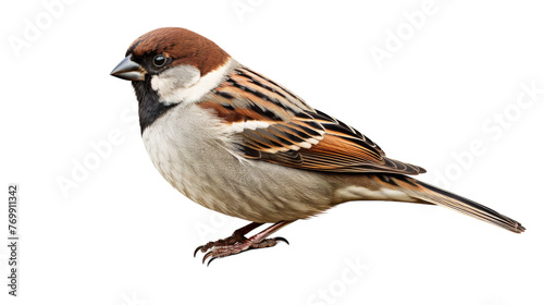 Isolated Sparrow Portrait on transparent background.