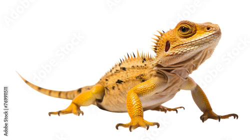 Isolated Lizard Portrait on transparent background.
