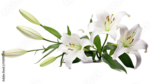 Lone Lily Image on transparent background.