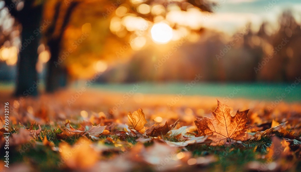 autumn fall leaves background cinematic