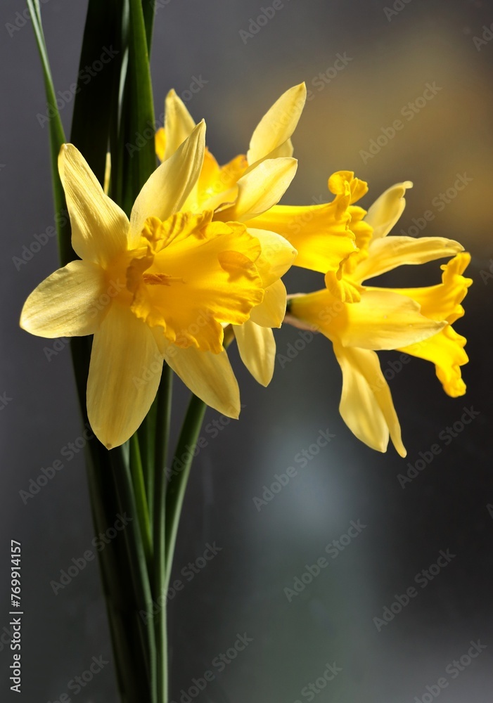 Obraz premium pretty yellow daffodils as plants and flowers of early spring