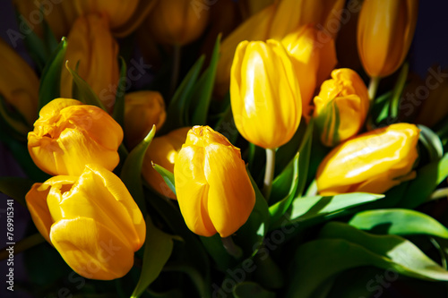 Large bright yellow tulips in the sunshine close-up