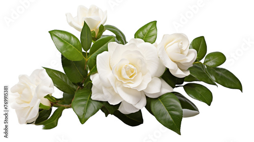 Beautiful Gardenia Flower Shot on transparent background