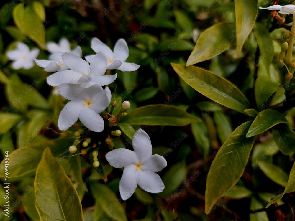 White Sampaguita Jasmine Flowers. blooming white flower White Sampaguita Jasmine Flowers. blooming white flower