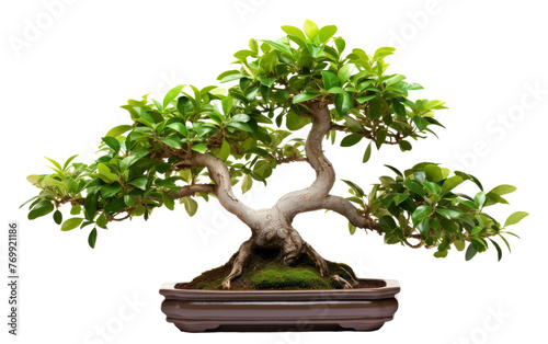 A serene bonsai tree in a pot, standing gracefully against a pristine white background