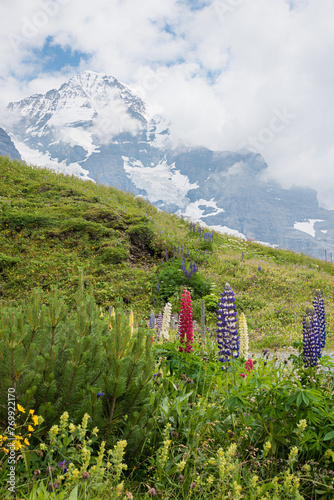 colorful blooming red and purple lupins, against alpine landscape Bernese Alps