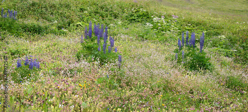 wildflower meadow with lupins, bladder campion, clover and rattleweed photo