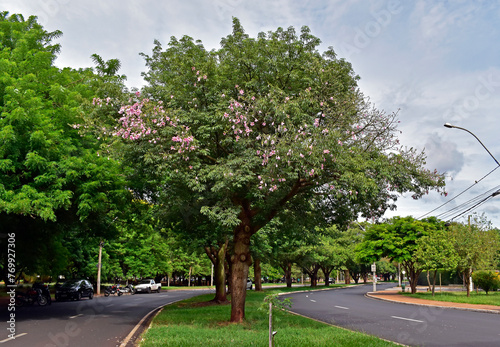 Silk floss tree flowers (Ceiba speciosa or Chorisia speciosa) in Ribeirao Preto, Sao Paulo, Brazil photo