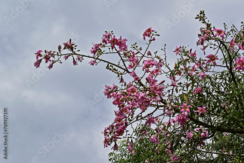 Silk floss tree flowers (Ceiba speciosa or Chorisia speciosa) in Ribeirao Preto, Sao Paulo, Brazil photo