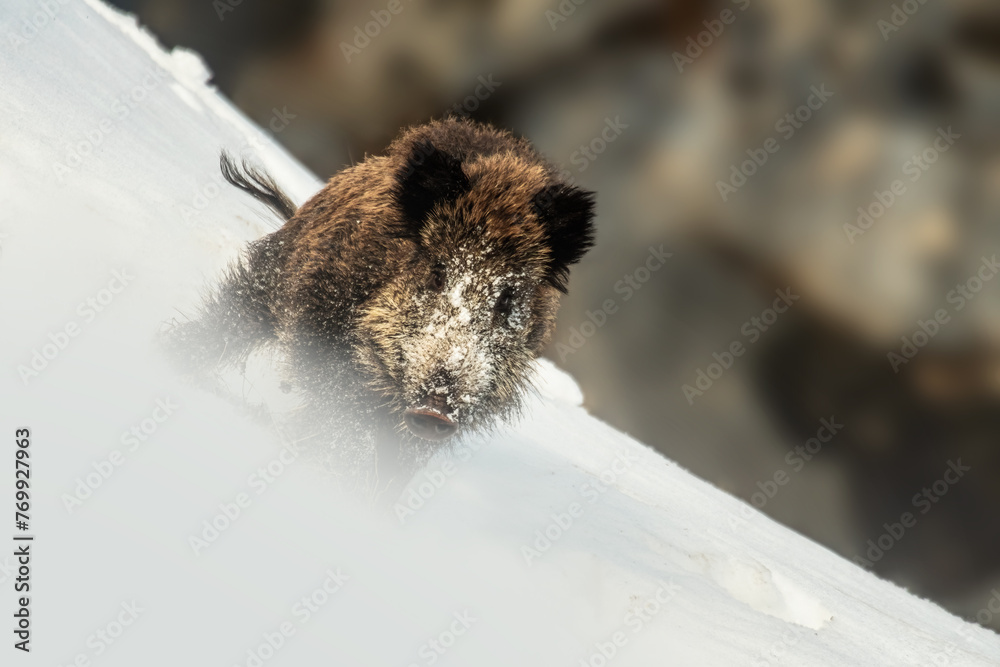 Large wild boar (Sus scrofa) running in the snow and preparig to attack, Alps Mountains, Italy