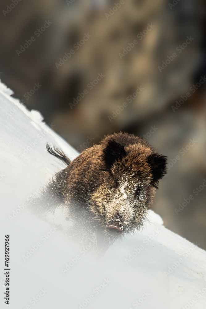 Large wild boar (Sus scrofa) running in the snow and preparig to attack, Alps Mountains, Italy