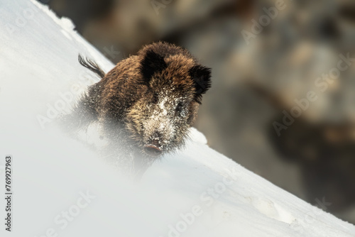 Obraz na płótnie Large wild boar (Sus scrofa) running in the snow and preparig to attack, Alps Mountains, Italy w salonie