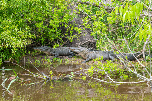 Alligators sunning on the shore of bayou near forest © Melissa