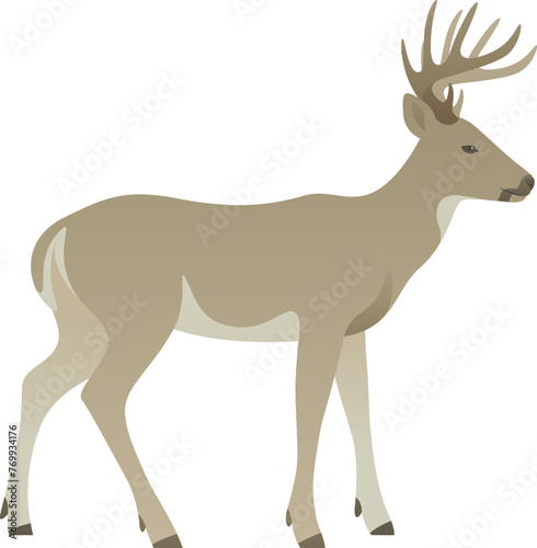 Color vector illustration of deer or reindeer standing, walking, side view. Wild animal with antlers isolated on white background. Forest wildlife.