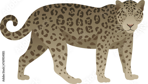 Color vector illustration of jaguar standing, walking, side view. Wild cat family animal isolated on white background. Wildlife of America. © Anastasiia Neibauer