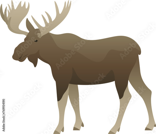 Color vector illustration of moose standing, walking, side view. Wild animal with big antlers isolated on white background. Forest wildlife. © Anastasiia Neibauer
