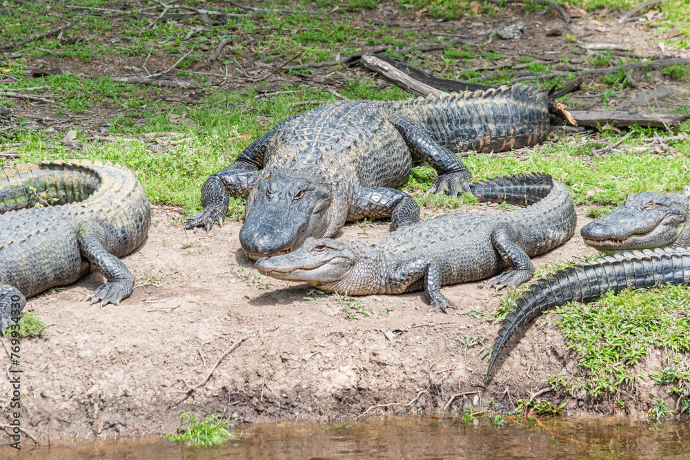 Alligators on shore of bayou laying in sun Alligators on shore of bayou laying in sun