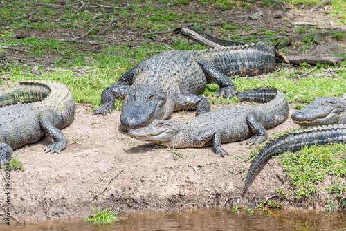 Alligators on shore of bayou laying in sun