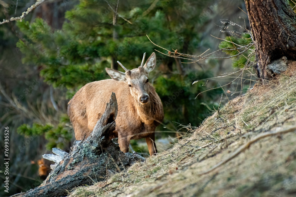 Yearling red deer stag (Cervus elaphus) grazing in the forest, Alps, italy.