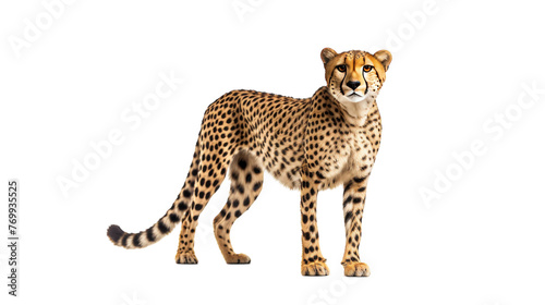 Majestic Cheetah Closeup on transparent background.