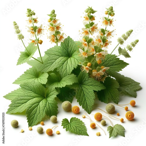 Hydrastis canadensis (Goldenseal) photo