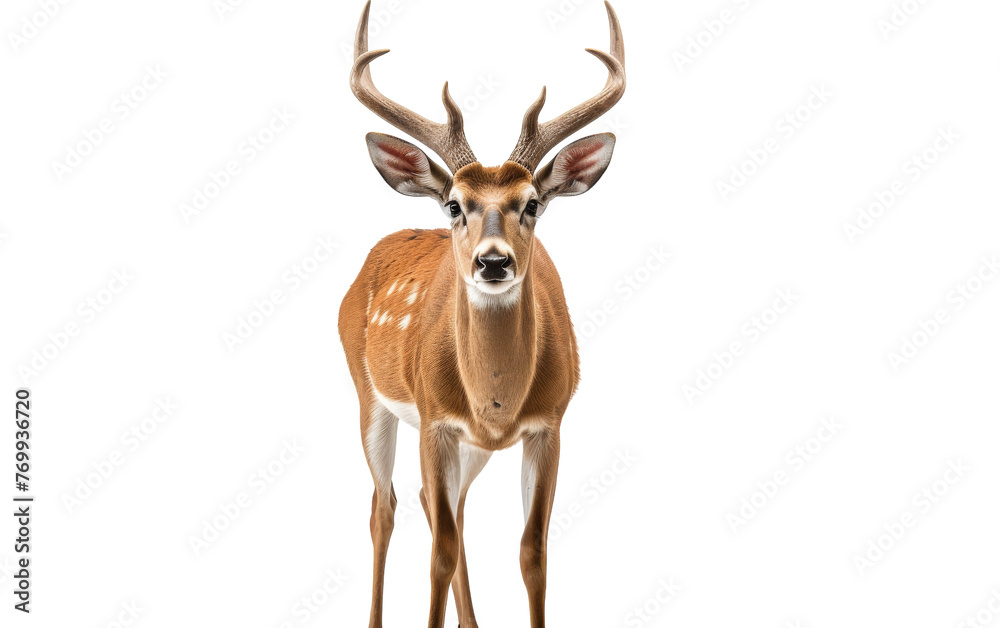 Majestic antelope stands elegantly in front of a stark white backdrop Majestic antelope stands elegantly in front of a stark white backdrop