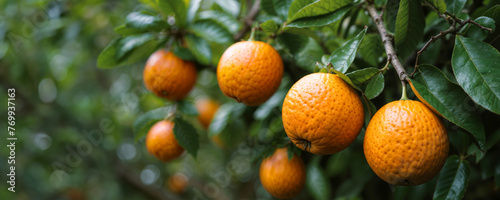 Close up of orange trees in the garden photo