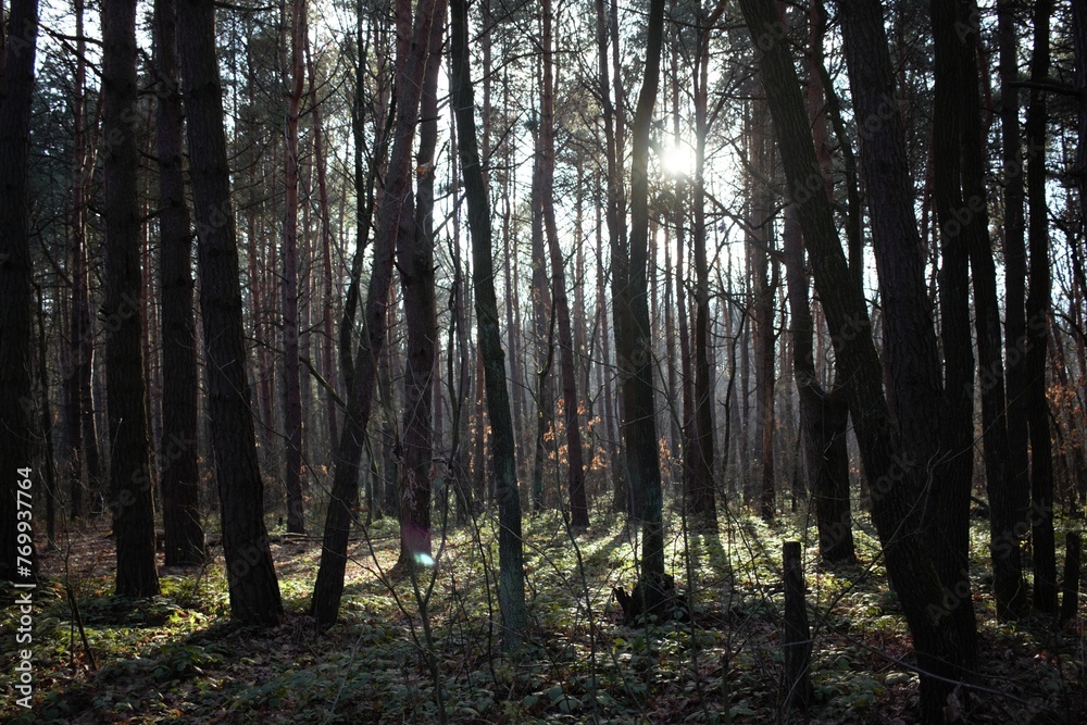 Obraz premium morning in the forest