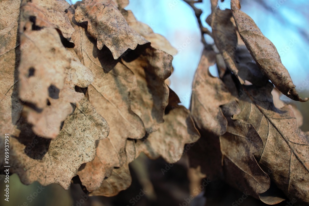 bark of birch bark of birch